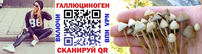 Псилоцибиновые грибы Psilocybine cubensis  купить  цена  Трубчевск 